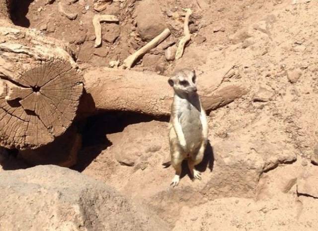 Curioso suricata